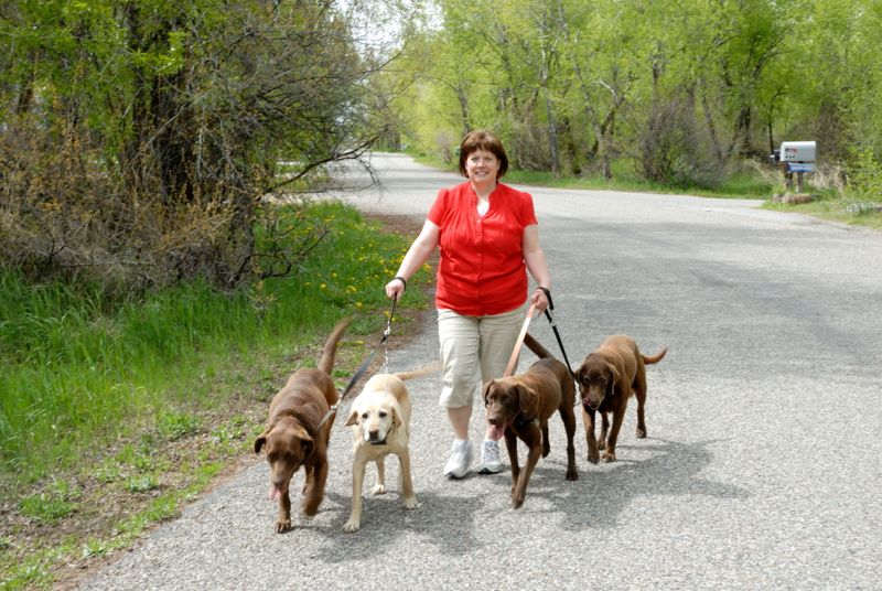 Sally walking the dogs