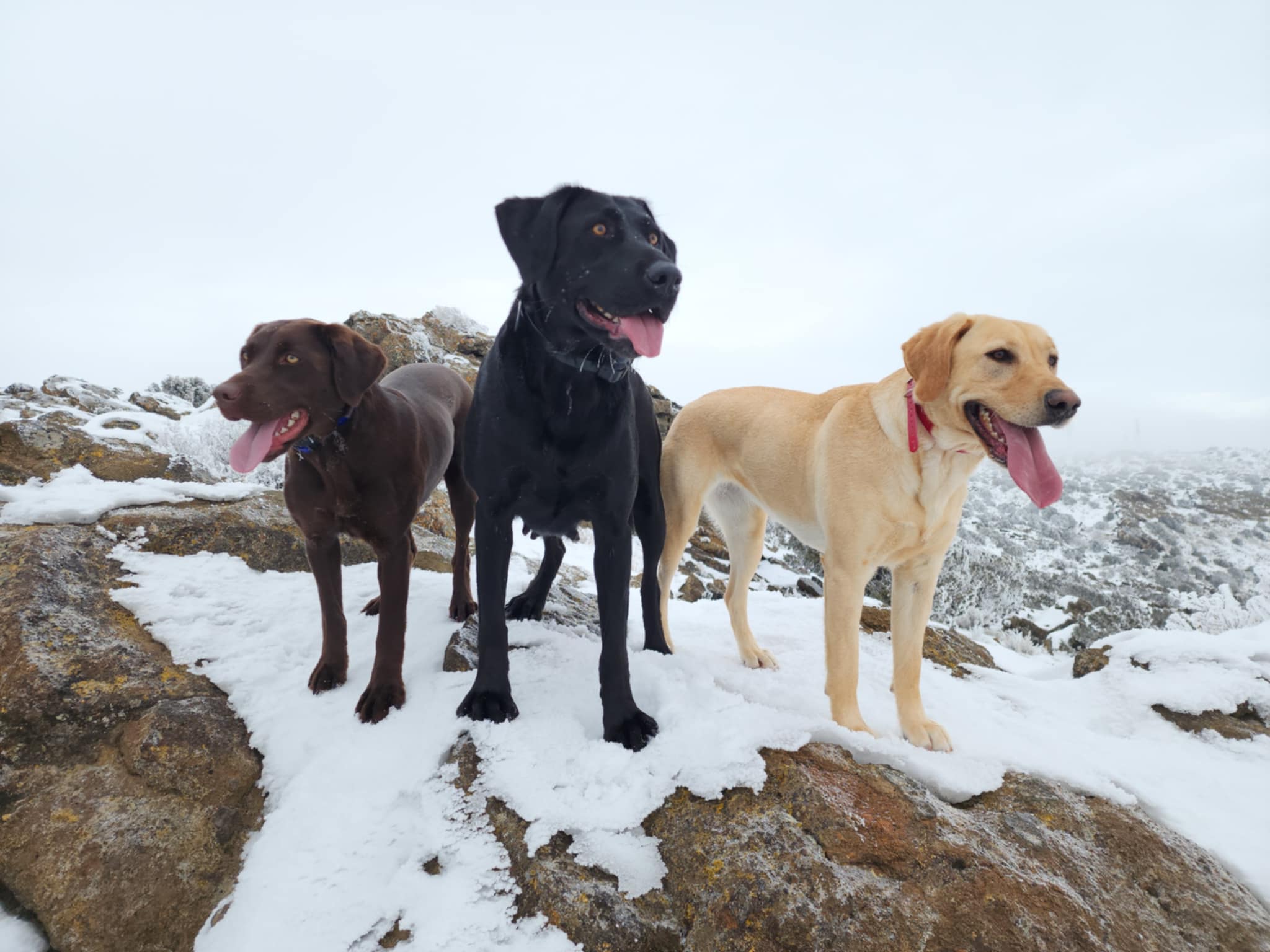 Charlie Kona and Belle early 2025 on Butte