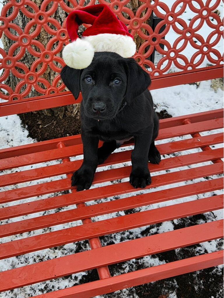 Christmas Puppy