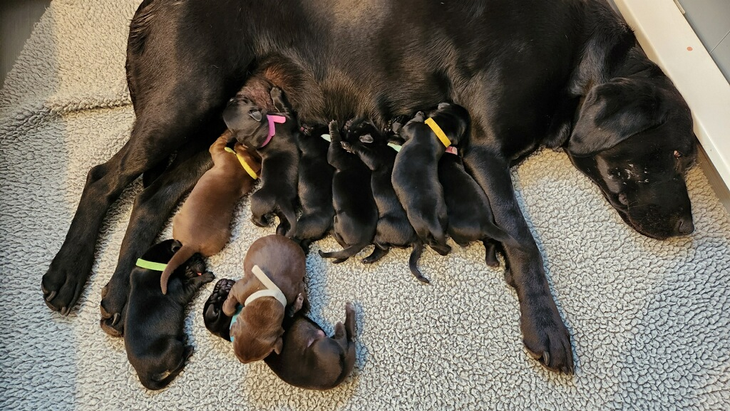 Kona's Litter