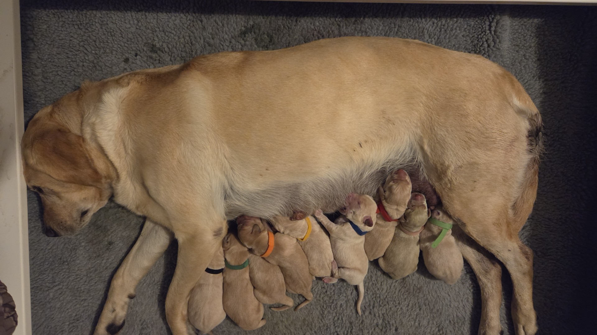 Belle's Litter