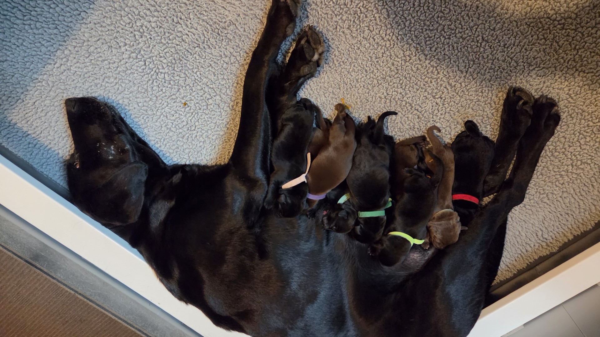 Kona's Litter